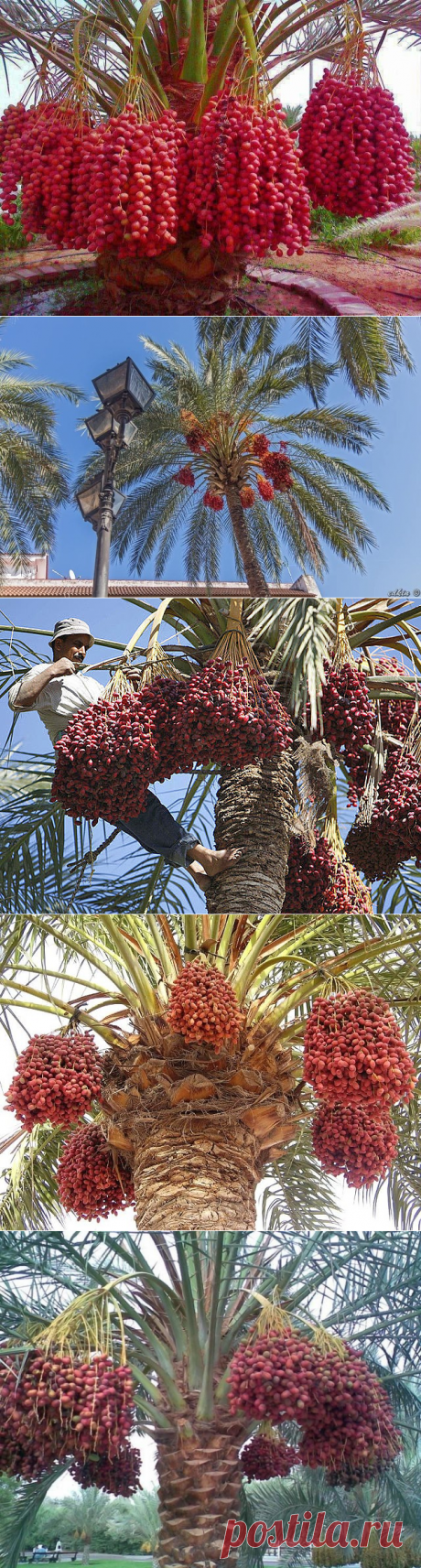 ВОТ ТАК РАСТУТ ФИНИКИ!