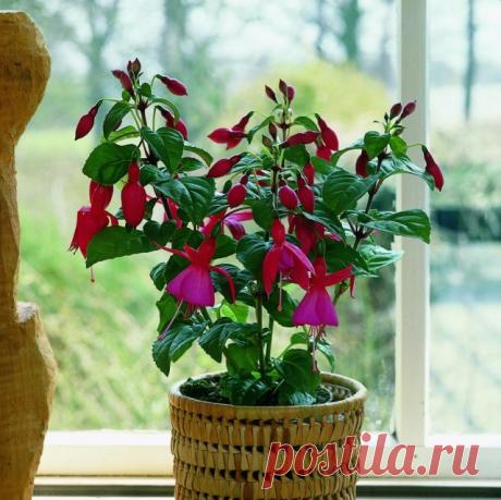 Комнатные растения с самыми изящными цветками. Список названий растений с красивыми цветками. Фото — Ботаничка.ru