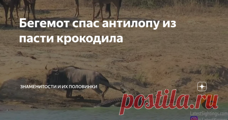 Бегемот спас антилопу из пасти крокодила