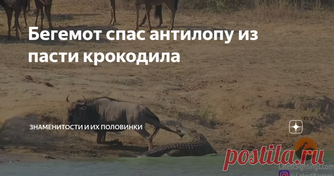 Бегемот спас антилопу из пасти крокодила