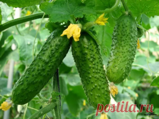 🥒ВСЕ ЧТО НУЖНО ЗНАТЬ ОБ ОГУРЦАХ🥒

1. После появления всходов в фазе развития 3 – 4 листочков огурцы нужно обработать следующим составом:
В ведро воды добавить 30 капель йода, 20г хозяйственного мыла и 1 л молока. Опрыскивание таким составом можно проводить через каждые 10 дней.

2. С вечера замочить булку хлеба в ведре воды, утром размять хлеб, добавить маленький пузырек йода, развести 1л жидкости в ведре воды и побрызгать огурцы. Оставшуюся жидкость можно хранить в прох...