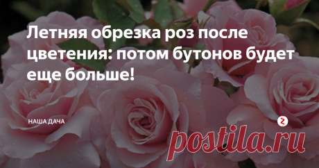 Летняя обрезка роз после цветения: потом бутонов будет еще больше! Однако, просто взять, и оторвать бутоны – способ, подходящий далеко не всем розам. Точнее, даже так: опытные садоводы почти не отрезают бутоны, они именно обрезают их – вместе с побегами и цветоносами. Обрезать розочки нужно с головой, правильно, и для каждого вида роз обрезка должна осуществляться в соответствии с их потребностями. Как это сделать грамотно? Читайте рекомендации бывалых садоводов