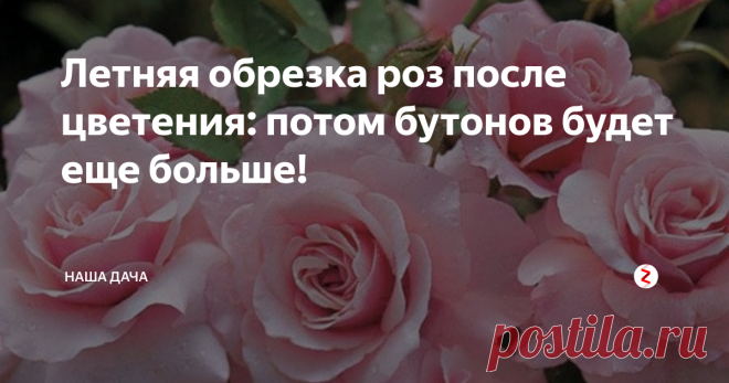 Летняя обрезка роз после цветения: потом бутонов будет еще больше! Однако, просто взять, и оторвать бутоны – способ, подходящий далеко не всем розам. Точнее, даже так: опытные садоводы почти не отрезают бутоны, они именно обрезают их – вместе с побегами и цветоносами. Обрезать розочки нужно с головой, правильно, и для каждого вида роз обрезка должна осуществляться в соответствии с их потребностями. Как это сделать грамотно? Читайте рекомендации бывалых садоводов