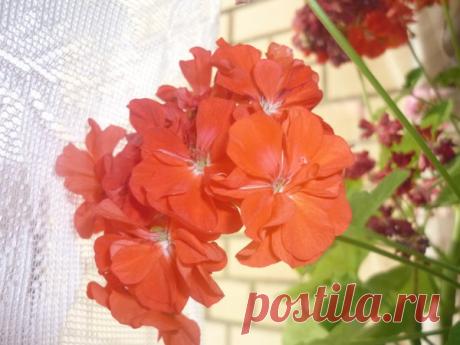 💯 3 лучшие подкормки для герани без химии. Помогут пышно и ярко цвести!  1. Полейте грунт удобрением с содержанием азота, затем, когда почва немного подсохнет, полейте растение раствором монофосфата калия. На каждый куст расходуйте по пол-литра раствора. 2. Перед цветением раз в 10 дней полейте герань раствором борной или сернокислой соли железа. 3. Когда на кустике появятся бутоны, полейте его раствором марганцовки. Затем, еженедельно посыпайте почву древесной золой.