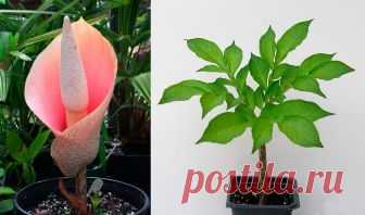 Аморфофаллус: уход в домашних условиях, фото видов, размножение Листопадное растение аморфофаллус (Amorphophallus) относится к семейству ароидные (Araceae). Родом оно из Индокитая. Название данного рода состоит из греческих слов, так «Amorpho» означает «бесформенный» и «Phallus» — «отпрыск, побег».