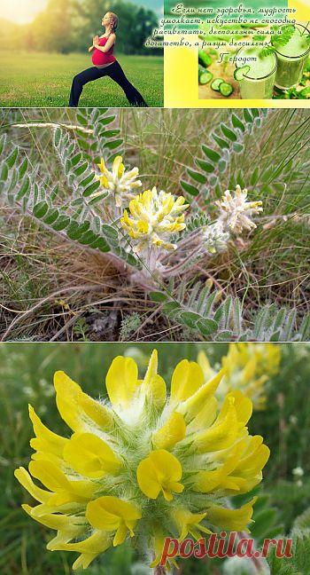 Сердечный доктор - астрагал шерстистоцветковый