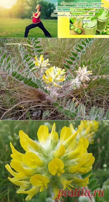 Сердечный доктор - астрагал шерстистоцветковый