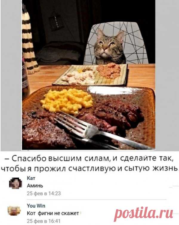 Картинки с надписями и коты, много котов . Тут забавно !!!