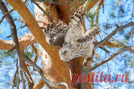 «Полосатая добыча». Длиннохвостая неясыть после удачной охоты на бурундука. Автор фото – Вероника Заева: nat-geo.ru/photo/user/164269/