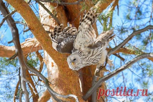 «Полосатая добыча». Длиннохвостая неясыть после удачной охоты на бурундука. Автор фото – Вероника Заева: nat-geo.ru/photo/user/164269/