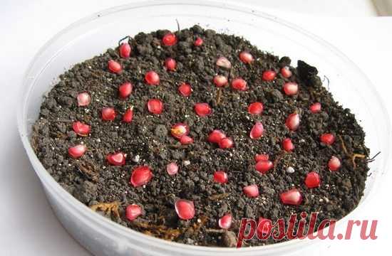 Гранат из косточки в домашних условиях: выращивание в горшке и открытом грунте | LS