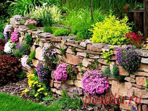 Мыльнянка: тонкости выращивания, ухода, размножения