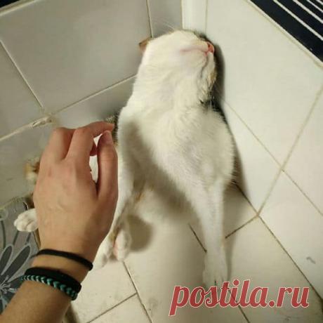 Смешные коты, заслуживающие Оскар за лучшую драматическую роль! | Ололо - смешные картинки и веселые истории