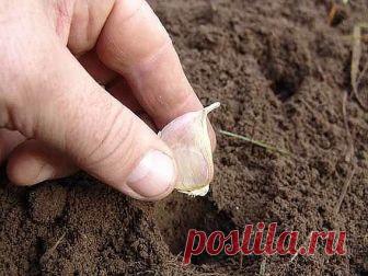 ПОСЕВ ЛУКА, ЧЕСНОКА, ЗЕЛЕНИ ПОД ЗИМУ
Сохраните, чтобы не потерять!
Место и почва для посева семян под зиму
 Чтобы посевы удались, надо выбрать подходящее место для грядок. Не делайте грядки в низине. Как только начнет таять снег, там будет скапливаться лишняя влага, это приведет к гибели семян. За пару недель до предполагаемых посадок уберите с выбранного участка остатки растений и внесите удобрения: на 1 кв. м почвы ведро перегноя или компоста и 1 ст. л. монофосфата калия...