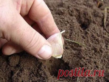 ПОСЕВ ЛУКА, ЧЕСНОКА, ЗЕЛЕНИ ПОД ЗИМУ
Сохраните, чтобы не потерять!
Место и почва для посева семян под зиму
 Чтобы посевы удались, надо выбрать подходящее место для грядок. Не делайте грядки в низине. Как только начнет таять снег, там будет скапливаться лишняя влага, это приведет к гибели семян. За пару недель до предполагаемых посадок уберите с выбранного участка остатки растений и внесите удобрения: на 1 кв. м почвы ведро перегноя или компоста и 1 ст. л. монофосфата калия...