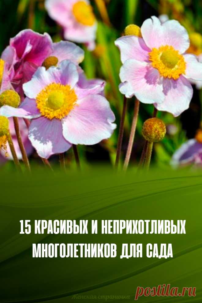 15 красивых и неприхотливых многолетников для сада