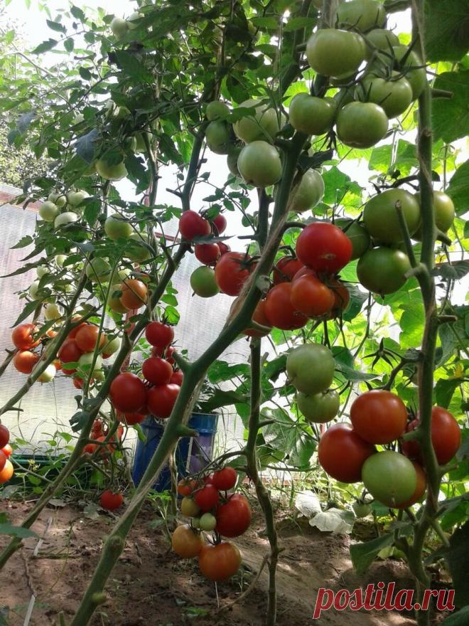 Как проверить, что томаты действительно устойчивы к заболеваниям. | Цветочная душа | Яндекс Дзен