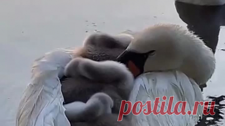 Как за каменной стеной!