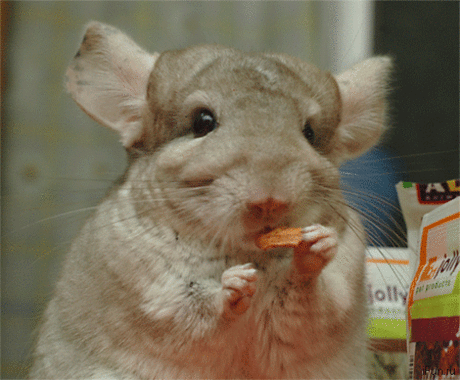 h-16135.jpg (450×372)