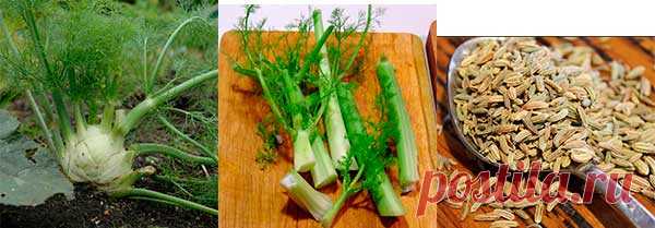 Фенхель - полезные свойства и противопоказания Что такое фенхель. В чем разница с укропом. Каковы полезные свойства и противопоказания. Помогает ли от коликов новорожденным и для похудения их мамам.