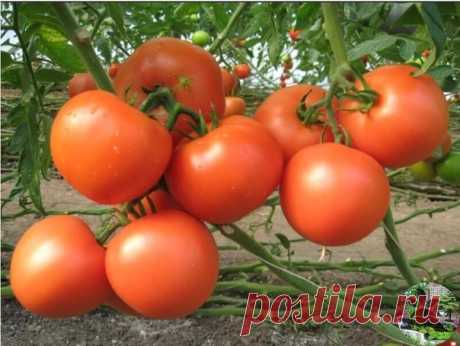 10 СПОСОБОВ ПОВЫШЕНИЯ УРОЖАЯ ТОМАТОВ!

1. Пикировка:
В чем смысл. Если прищипнуть центральный корень, у растения начинают активно расти боковые корешки, куст образует мощную корневую систему, способную усвоить больше полезных веществ. А чем лучше питание, тем выше урожай.

Как это делают. Когда у рассады томатов сформируется первая пара настоящих листьев, молодые растения вынимают из горшочков или выкапывают из ящика, аккуратно удаляют землю с конца корня и подрезают его н...