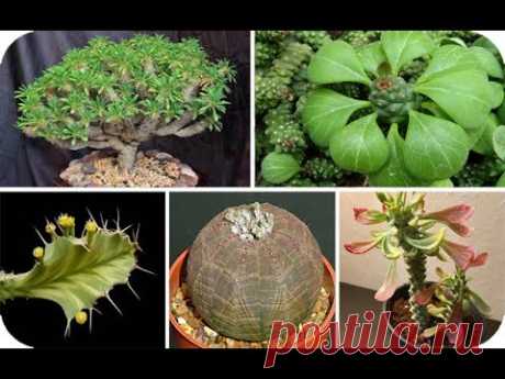 Vamos a ver y conocer nombres 25 tipos de Euphorbias!