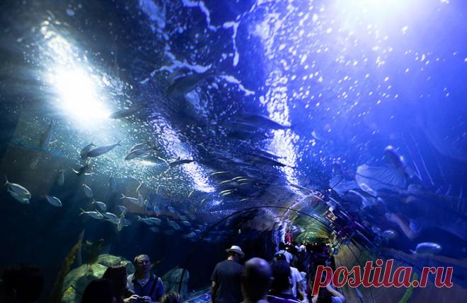 Океанографический парк Валенсии (Испания)