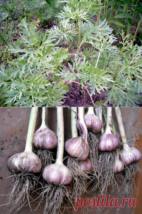 Народные методы борьбы с колорадским жуком и его личинками