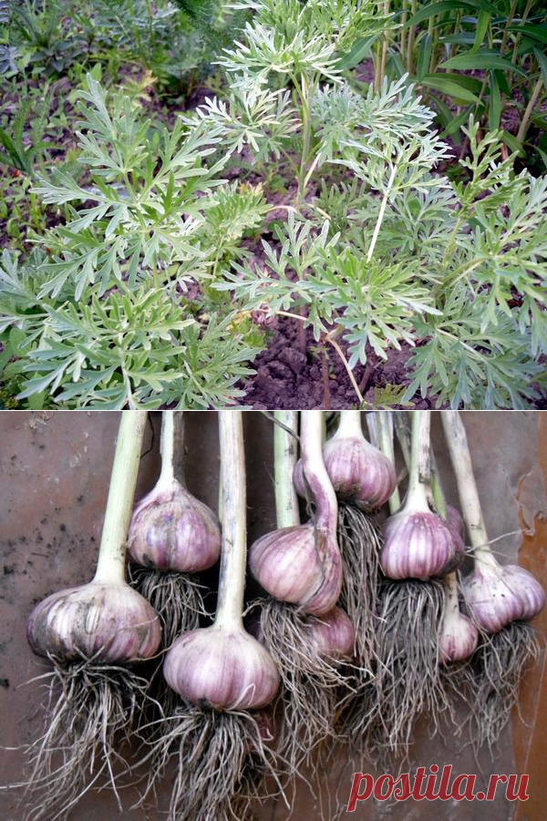 Народные методы борьбы с колорадским жуком и его личинками