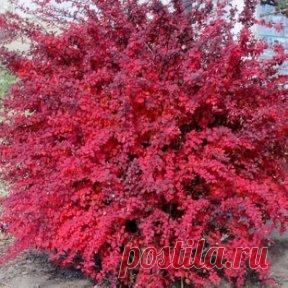 КАКИЕ БЫВАЮТ ВИДЫ БАРБАРИСА
Сохраните к себе на стену, чтобы не потерять!
Каждый любит цветущие деревья и кустарники, но большинство растений цветут всего несколько дней или неделю. Планируя сад, сложно подобрать зеленые насаждения так, чтобы всегда что-то цвело. Большинство таких деревьев нуждаются в дополнительной заботе, чтобы активно развиваться и обильно плодоносить. Именно поэтому садоводы все чаще обращаются к растениям с разноцветной листвой, а селекционеры создают новые гибриды, чтобы