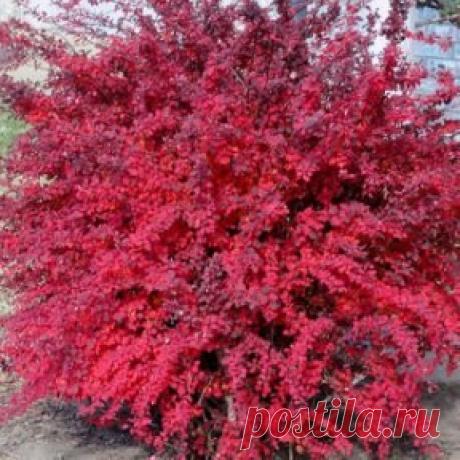 КАКИЕ БЫВАЮТ ВИДЫ БАРБАРИСА
Сохраните к себе на стену, чтобы не потерять!
Каждый любит цветущие деревья и кустарники, но большинство растений цветут всего несколько дней или неделю. Планируя сад, сложно подобрать зеленые насаждения так, чтобы всегда что-то цвело. Большинство таких деревьев нуждаются в дополнительной заботе, чтобы активно развиваться и обильно плодоносить. Именно поэтому садоводы все чаще обращаются к растениям с разноцветной листвой, а селекционеры создают новые гибриды, чтобы