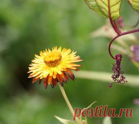 Цветы | Фотографии сергей ефременко | 9668 фото