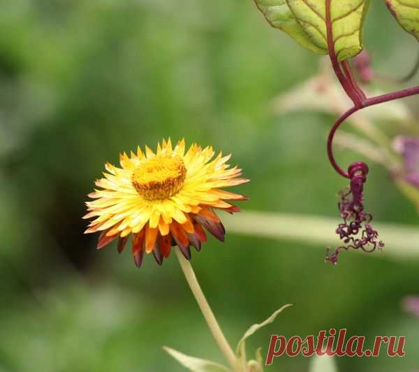 Цветы | Фотографии сергей ефременко | 9668 фото