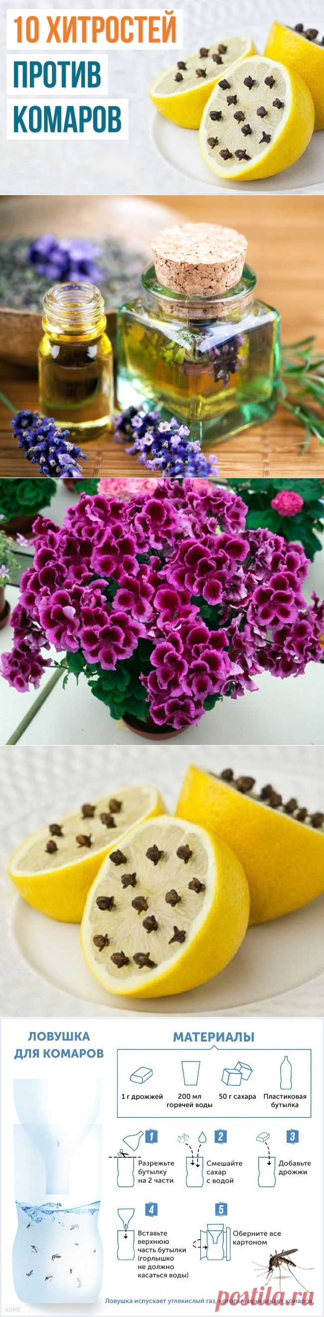 10 способов борьбы с комарами и их укусами