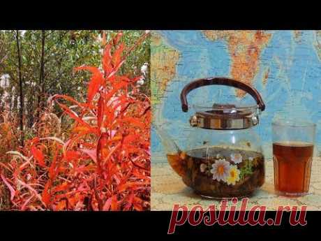 "Злата осень" - Иван-чай 🌺🌿🌿 природной ферментации. Russian tea.