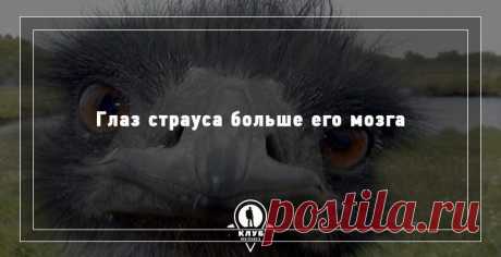 Удивительные факты о животных