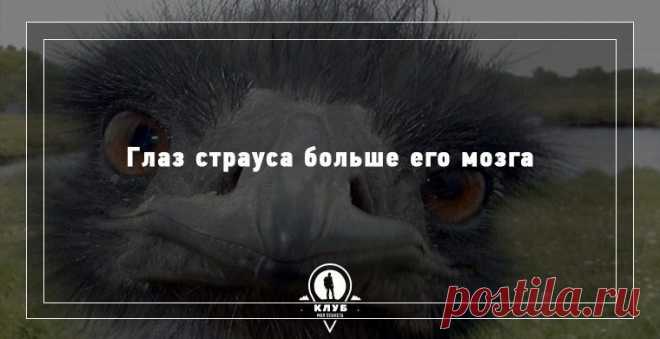 Удивительные факты о животных