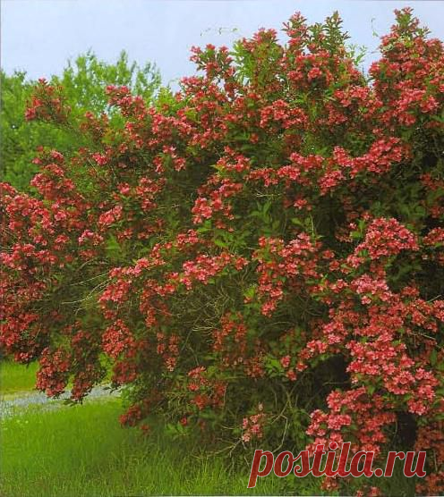 Вейгела цветущая - Кустарники декоративные - Садовые декоративные - Green-Каталог - flora-green