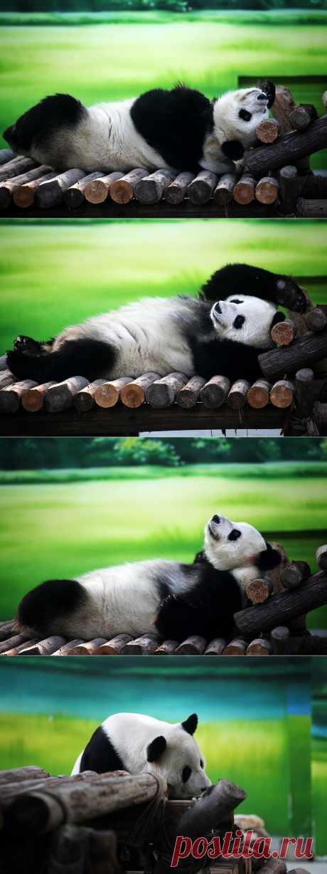 И пусть весь мир подождет: Как отдыхают панды в Китае. - Путешествуем вместе