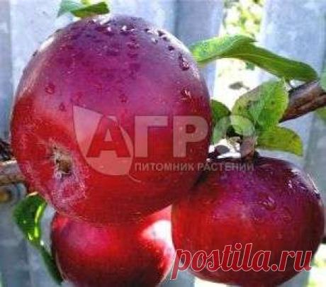 Яблоня сорт Красное раннее - Саженцы плодовых деревьев, купить недорого саженцы плодовых деревьев в Подмосковье