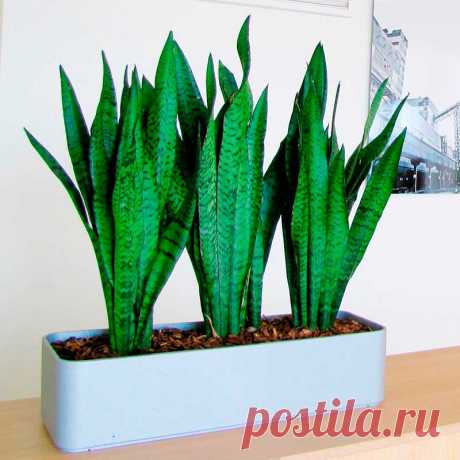 Комнатное растение Сансевиерия (Sansevieria). Температура: летом растение можно выносить на свежий воздух, зимой - не ниже 14-16 0 С.

Освещение: светлое или полутень.

Полив: по мере подсыхания почвы.

Влажность: существенной роли не играет, устойчиво к засухе.