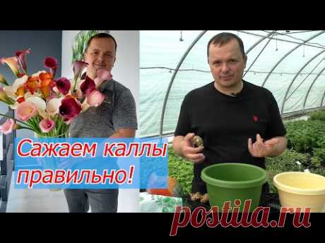 Сажаем каллы в горшок. Как это правильно сделать. Все секреты посадки.