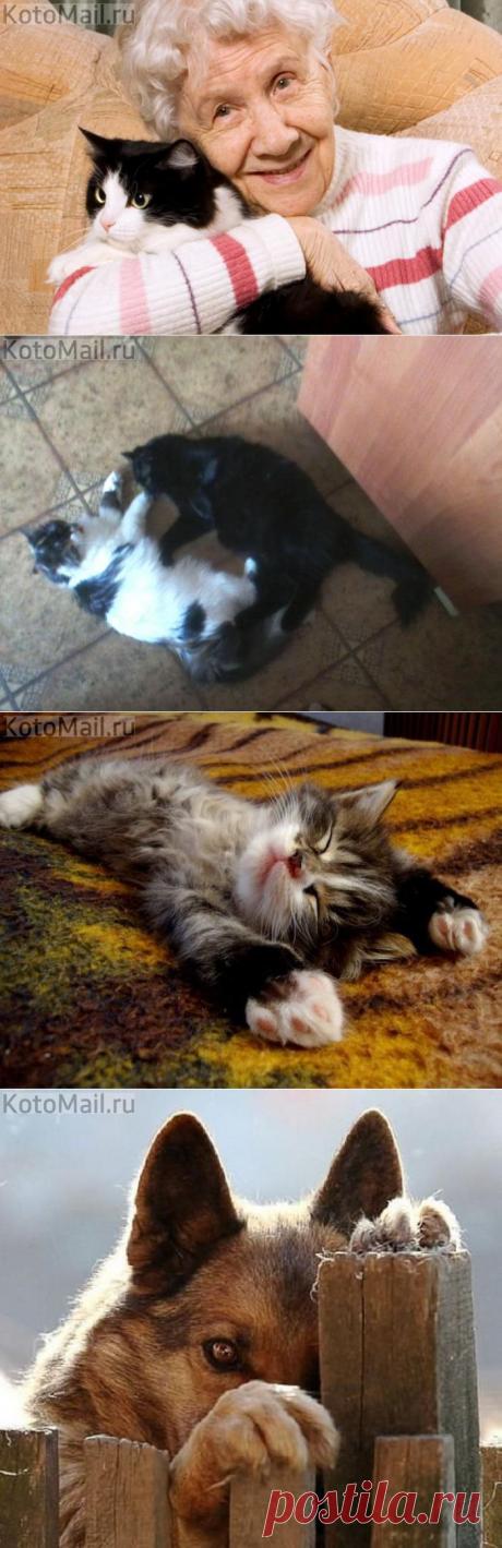 Единственная радость! | KotoMail.ru