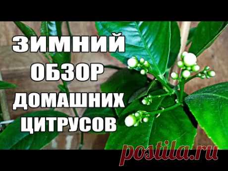 Лимоны и другие цитрусы зимой, уход в домашних условиях - YouTube