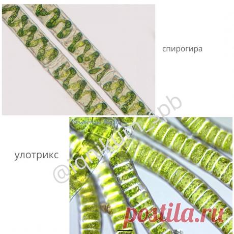 Биология: шпаргалка по водорослям | Твой Хим-Био репетитор | Яндекс Дзен