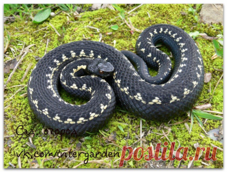 Гадюка на участке