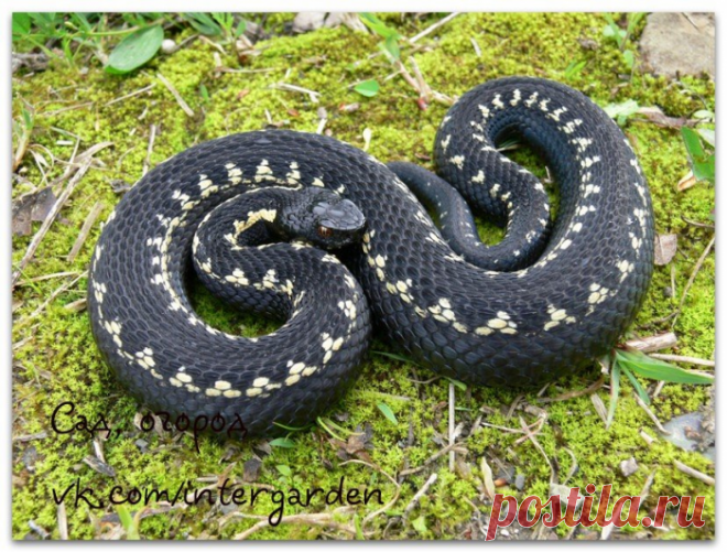 Гадюка на участке