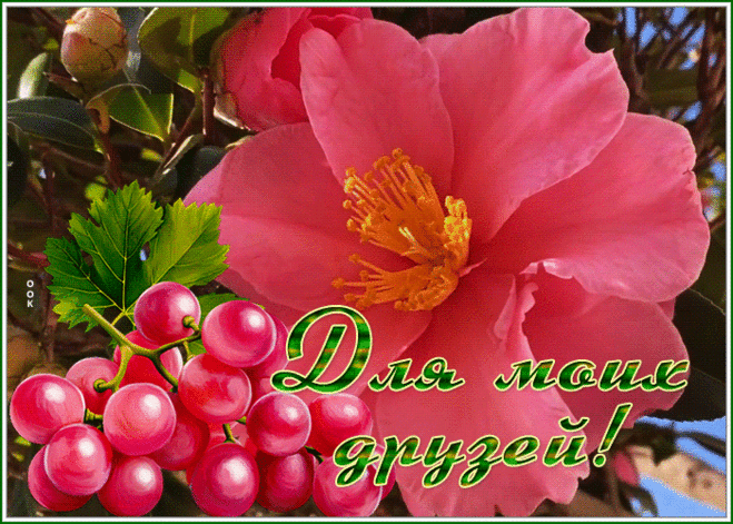 Классная открытка для моих друзей с цветком и виноградом