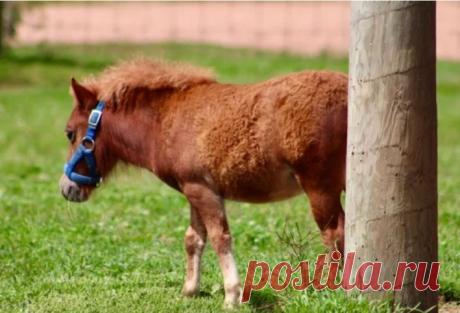 Самого маленького в мире коня обнаружили в Германии Коня из Германии официально признали самым низкорослым в мире. Животное по кличке Пумукель включили в Книгу рекордов Гиннесса. Его рост составляет 52,6 см в холке. Конь на четыре сантиметра ниже предыдущего рекордсмена – коня по кличке Бомбель из Польши (56,7 см).Известно, что Пумукель...