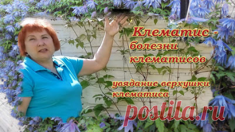 Клематисы - хобби на всю жизнь: Клематис болезни - Увядание верхушки - вилт